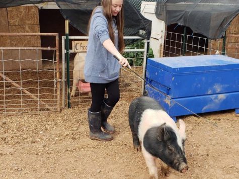 FFA Animal Care and Showing